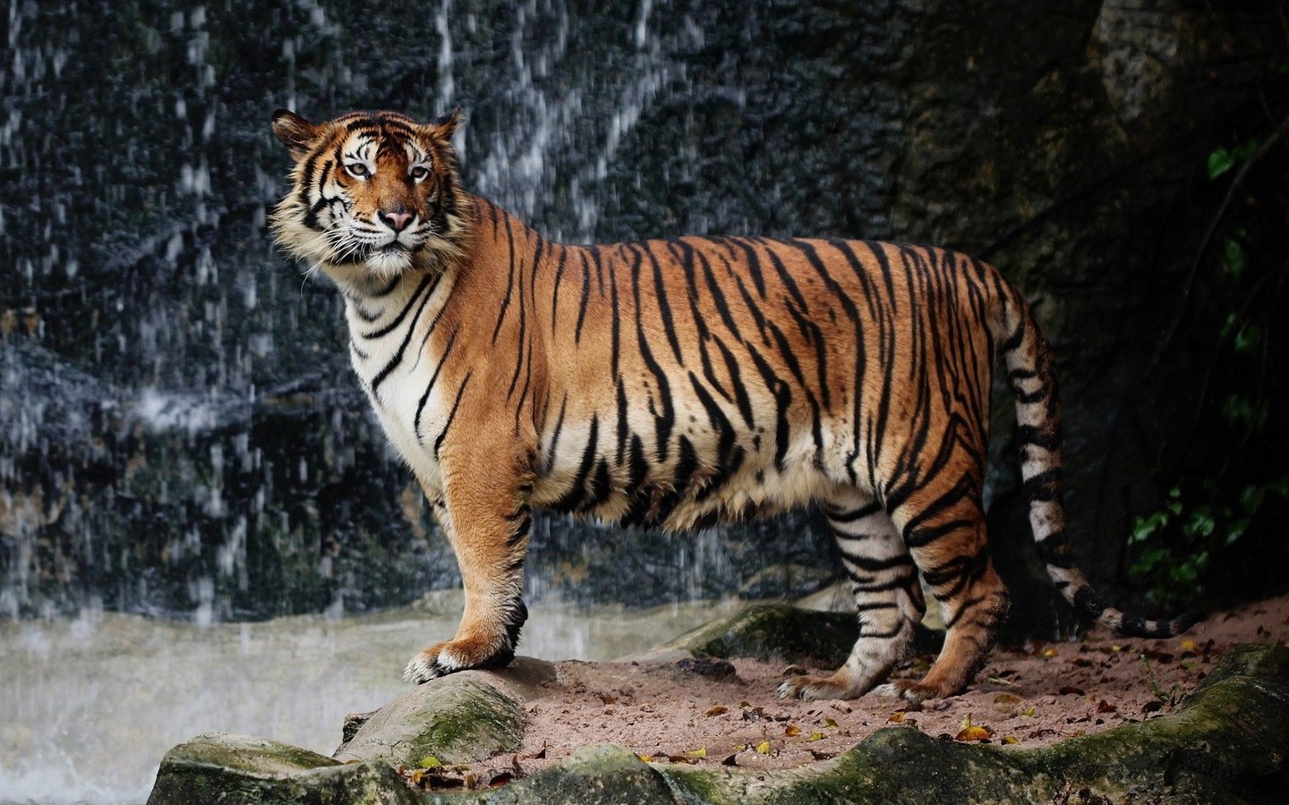 Обои тигр, природа, большая кошка, животное, дикая природа, зоопарк, tiger, nature, big cat, animal, wildlife, zoo разрешение 1920x1200 Загрузить