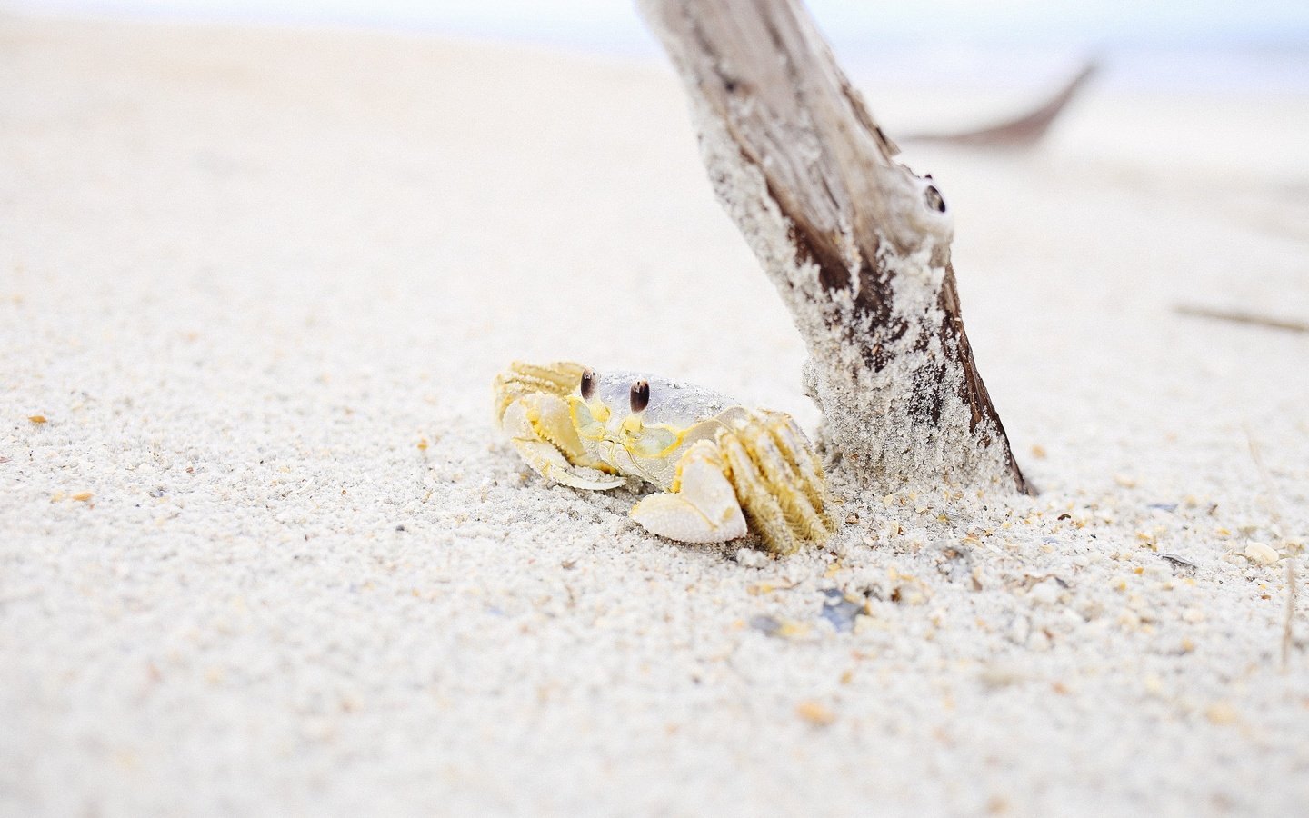 Обои природа, дерево, берег, песок, пляж, краб, nature, tree, shore, sand, beach, crab разрешение 2736x1824 Загрузить