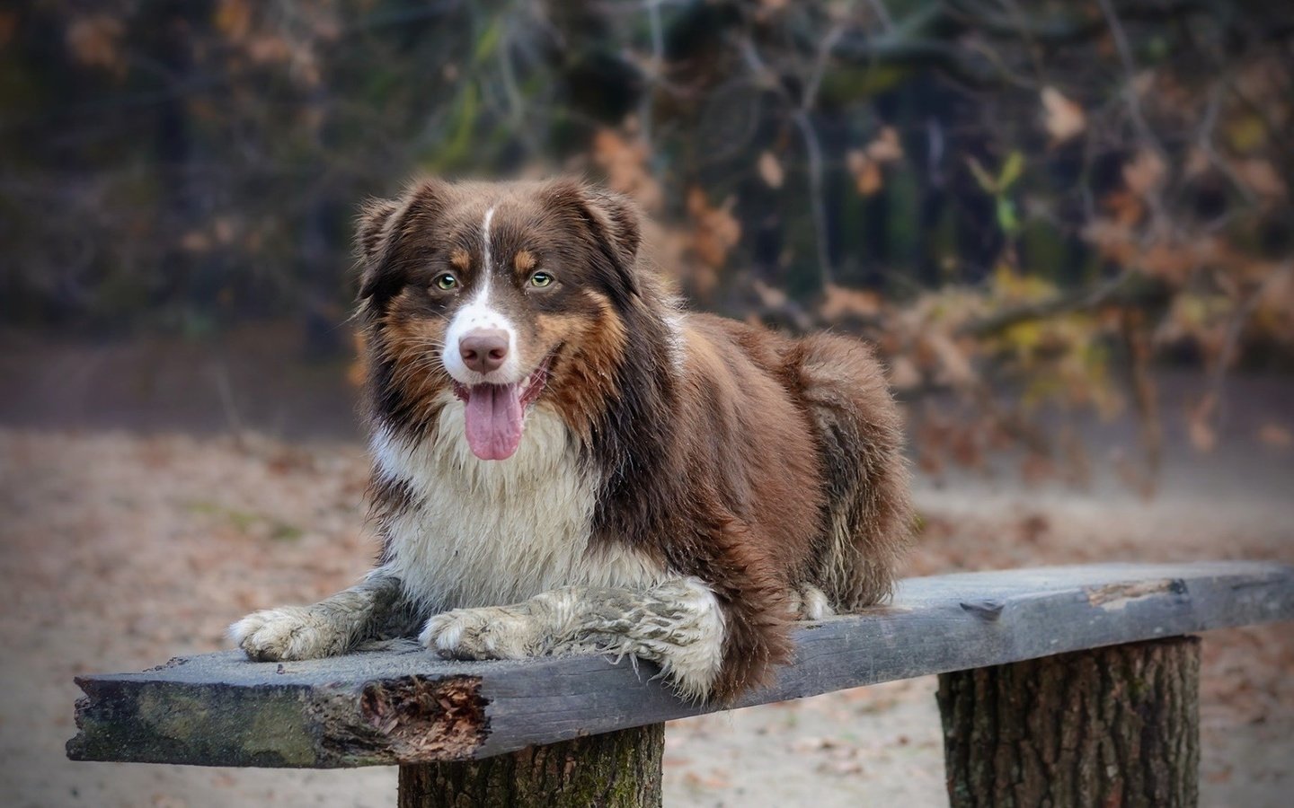 Обои взгляд, собака, скамья, австралийская овчарка, look, dog, bench, australian shepherd разрешение 1920x1080 Загрузить