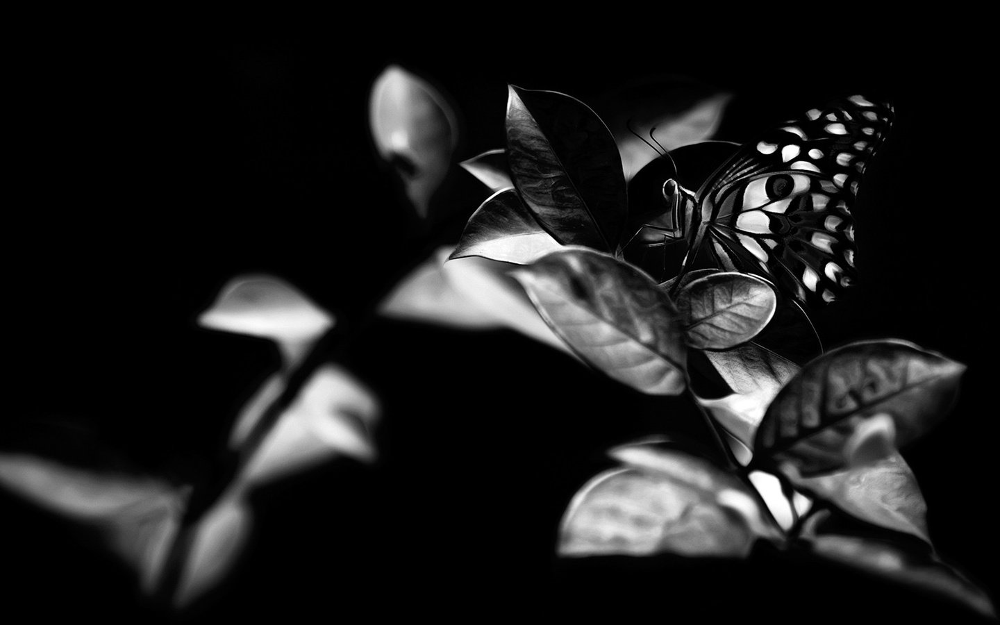 Обои листья, насекомое, бабочка, чёрно-белое, крылья, leaves, insect, butterfly, black and white, wings разрешение 1920x1080 Загрузить