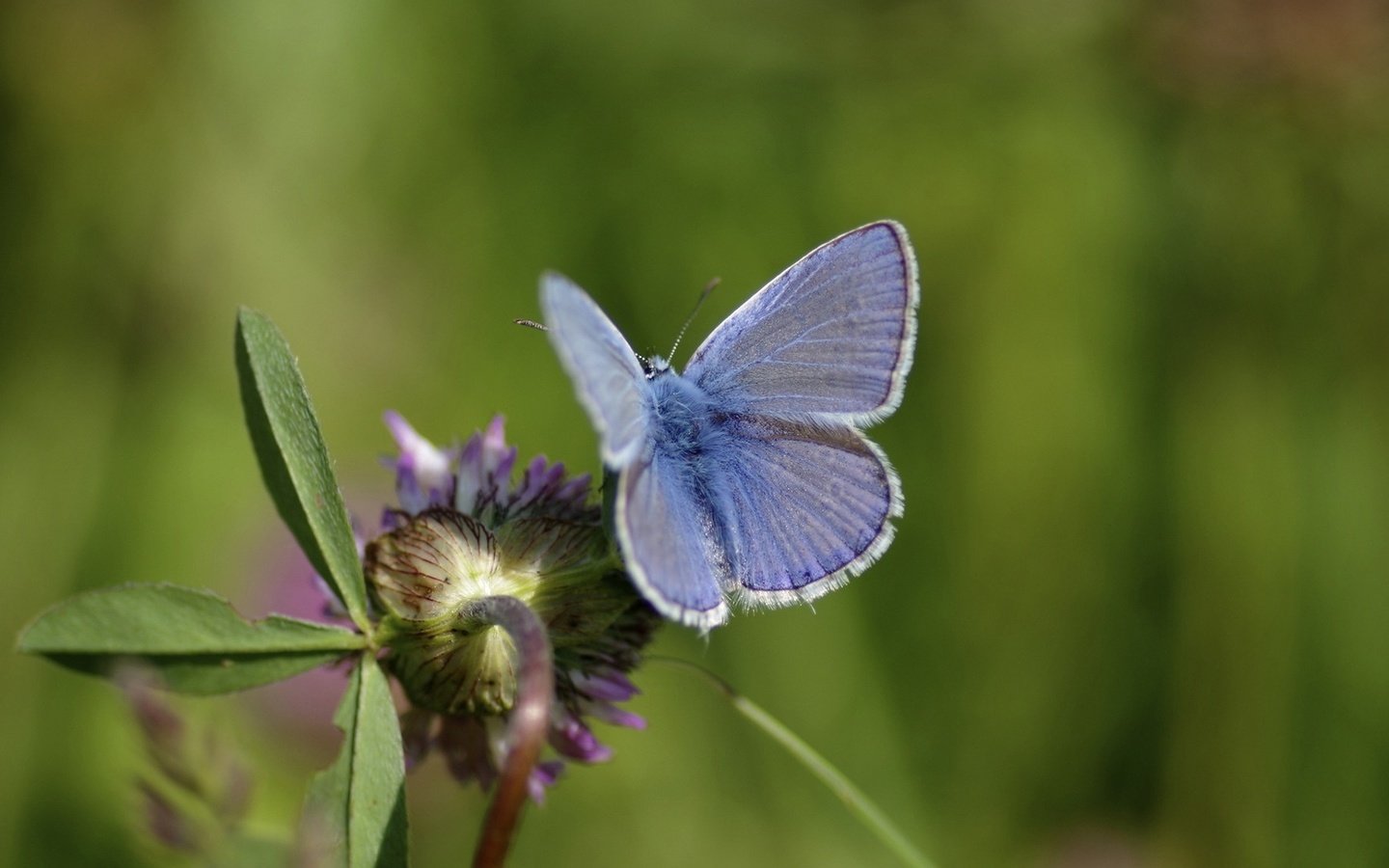 Обои природа, насекомое, фон, цветок, бабочка, крылья, размытость, голубянка, nature, insect, background, flower, butterfly, wings, blur, blue разрешение 1920x1080 Загрузить