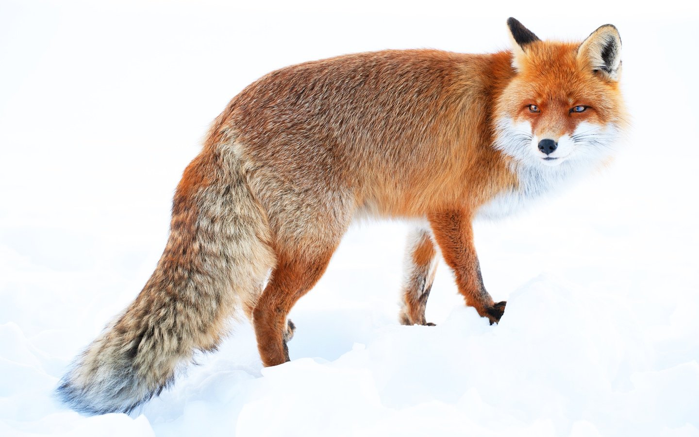 Обои зима, рыжая, лиса, хвост, winter, red, fox, tail разрешение 5198x3466 Загрузить