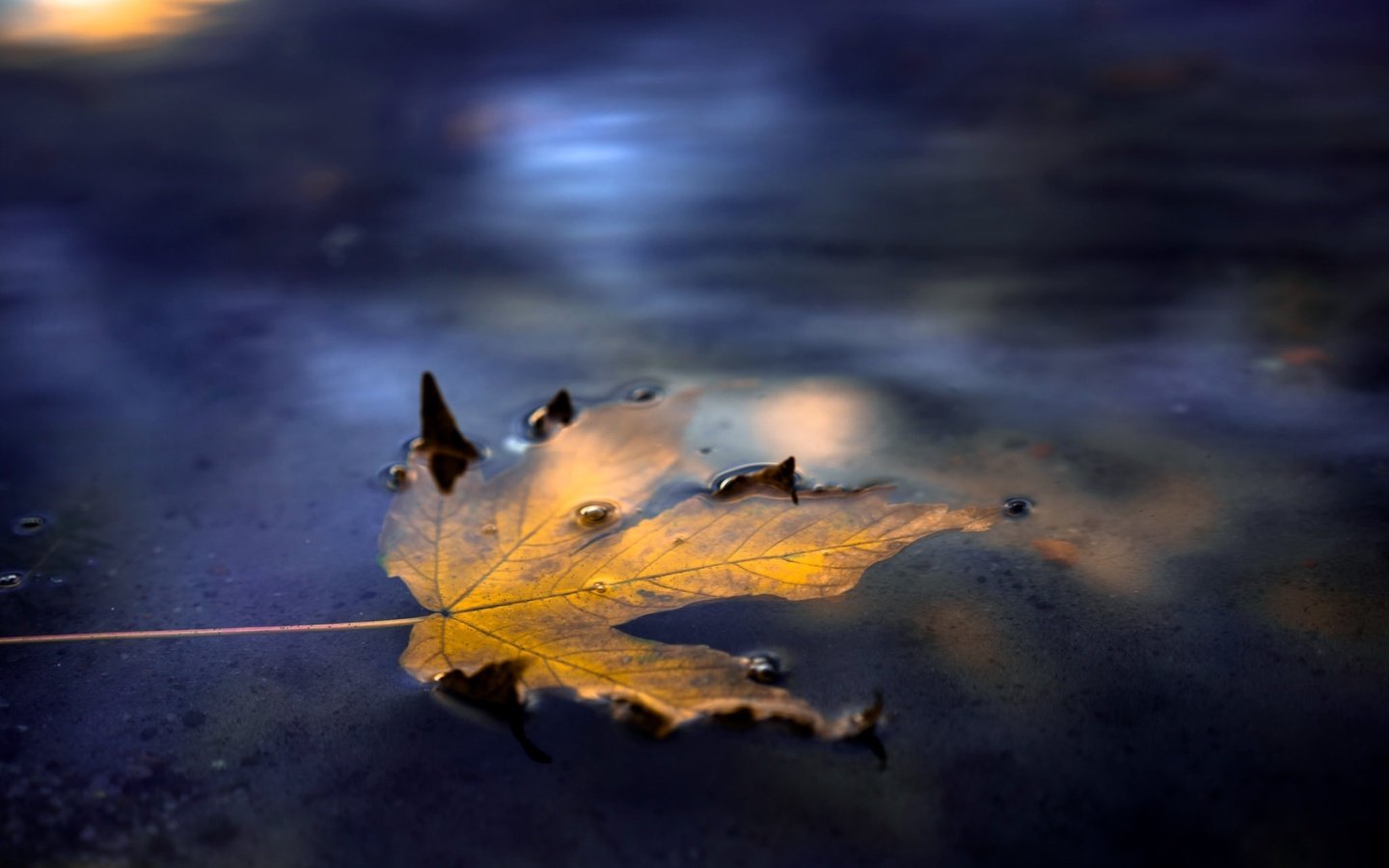 Обои вода, осень, лист, улица, кленовый лист, water, autumn, sheet, street, maple leaf разрешение 2048x1366 Загрузить