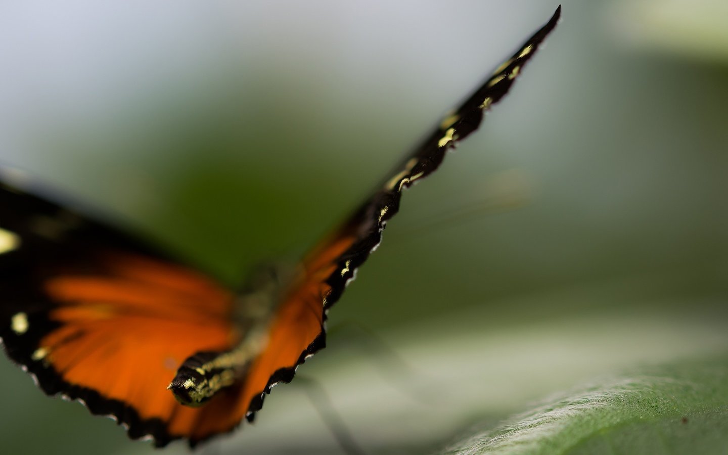 Обои природа, макро, бабочка, крылья, насекомые, размытость, nature, macro, butterfly, wings, insects, blur разрешение 2560x1440 Загрузить