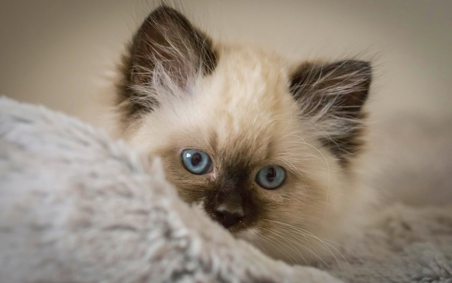 Обои кошка, котенок, голубоглазый, котги, малайский, cat, kitty, blue-eyed, kothi, malay разрешение 1920x1200 Загрузить