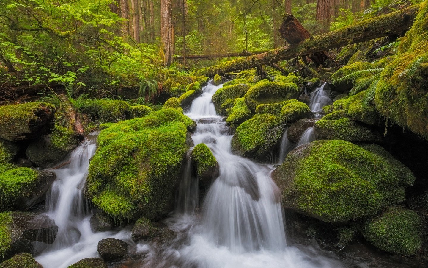 Обои камни, штат вашингтон, olympic national park, лес, национальный парк олимпик, ручей, водопад, вашингтон, мох, речка, каскад, stones, forest, stream, waterfall, washington, moss, river, cascade разрешение 2048x1365 Загрузить