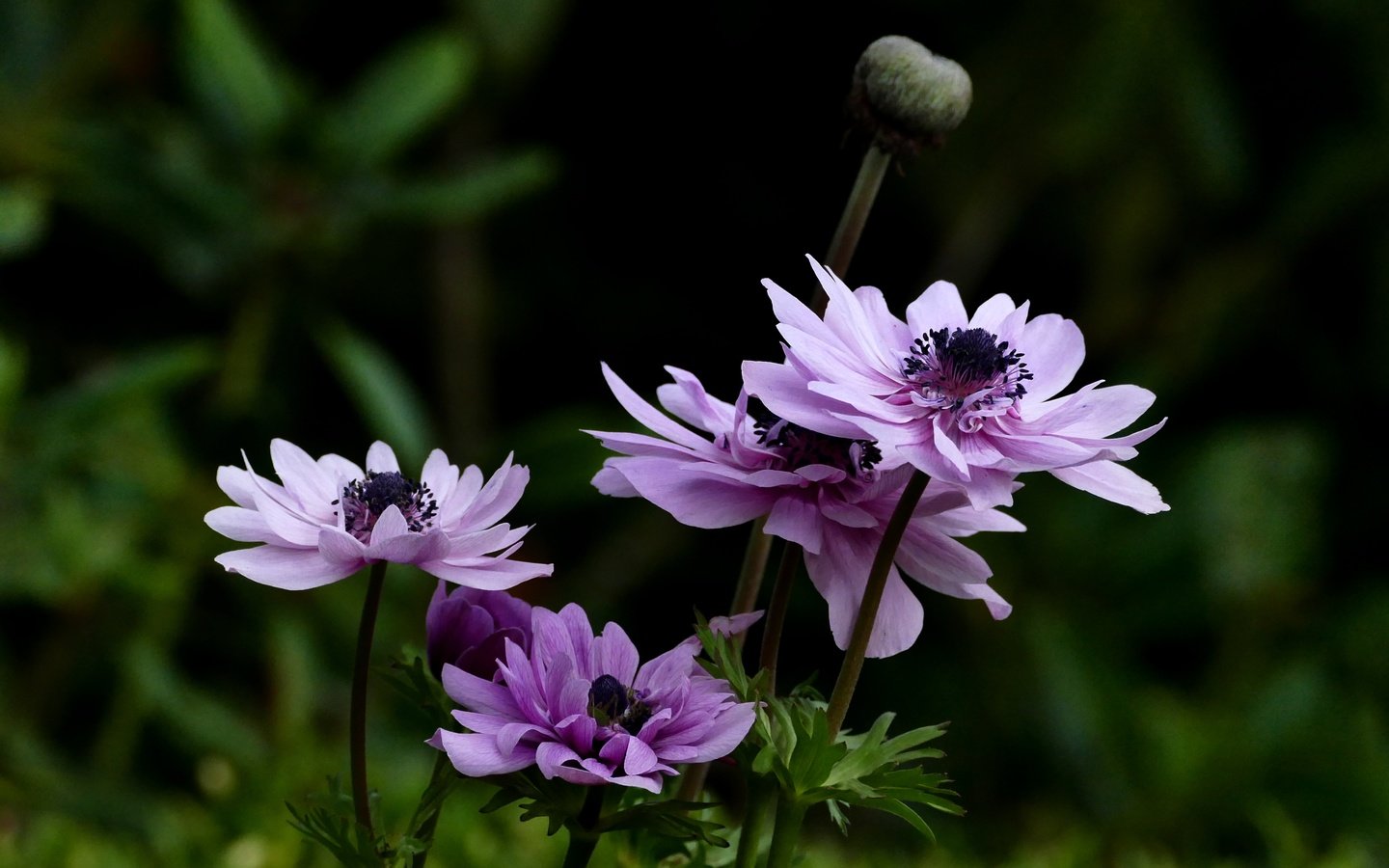 Обои цветы, листья, лето, ветреница, анемон, flowers, leaves, summer, anemone разрешение 4000x2817 Загрузить