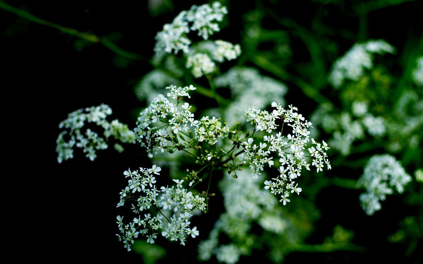 Обои цветы, природа, цветение, макро, белые, flowers, nature, flowering, macro, white разрешение 6000x3569 Загрузить