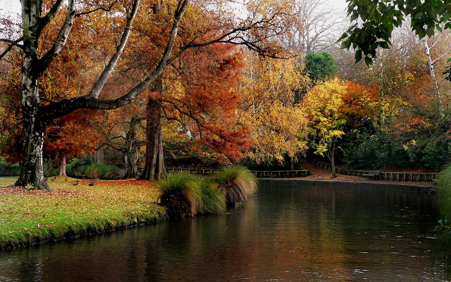 Обои деревья, растение, река, природа, листья, парк, осень, сад, пруд, trees, plant, river, nature, leaves, park, autumn, garden, pond разрешение 2400x1540 Загрузить