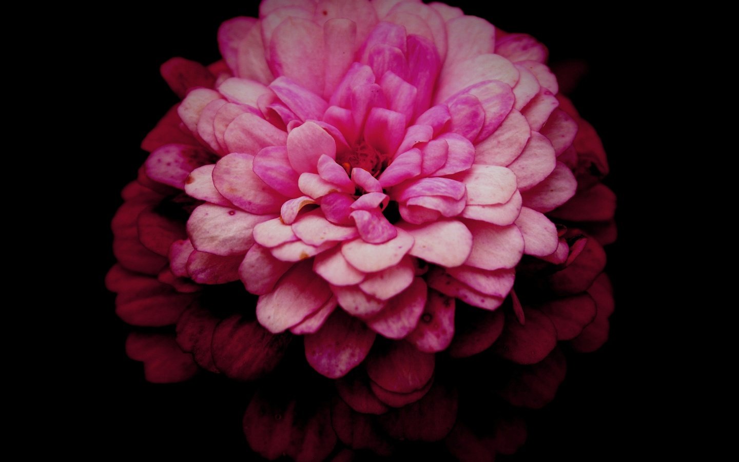 Обои макро, цветок, лепестки, розовый, хризантема, маргаритка, macro, flower, petals, pink, chrysanthemum, daisy разрешение 5472x3648 Загрузить