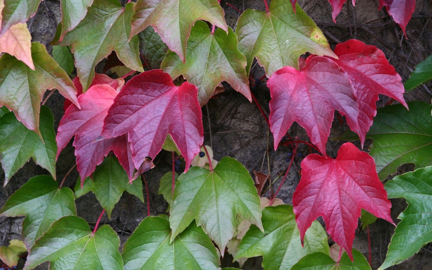 Обои листья, осень, растение, leaves, autumn, plant разрешение 2400x1600 Загрузить