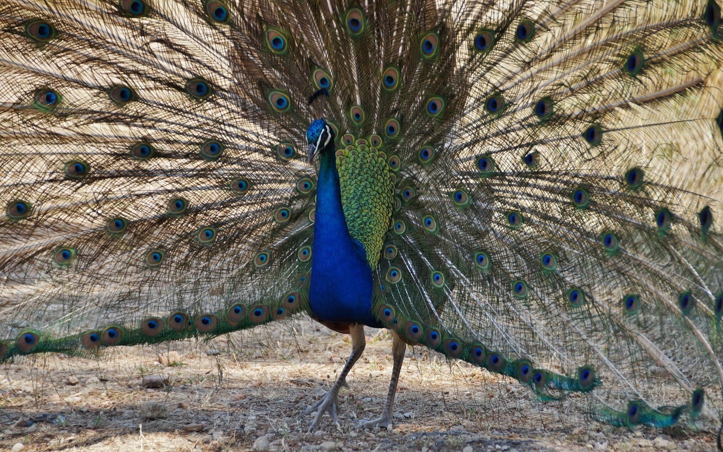 Обои птица, павлин, перья, хвост, bird, peacock, feathers, tail разрешение 2725x1694 Загрузить