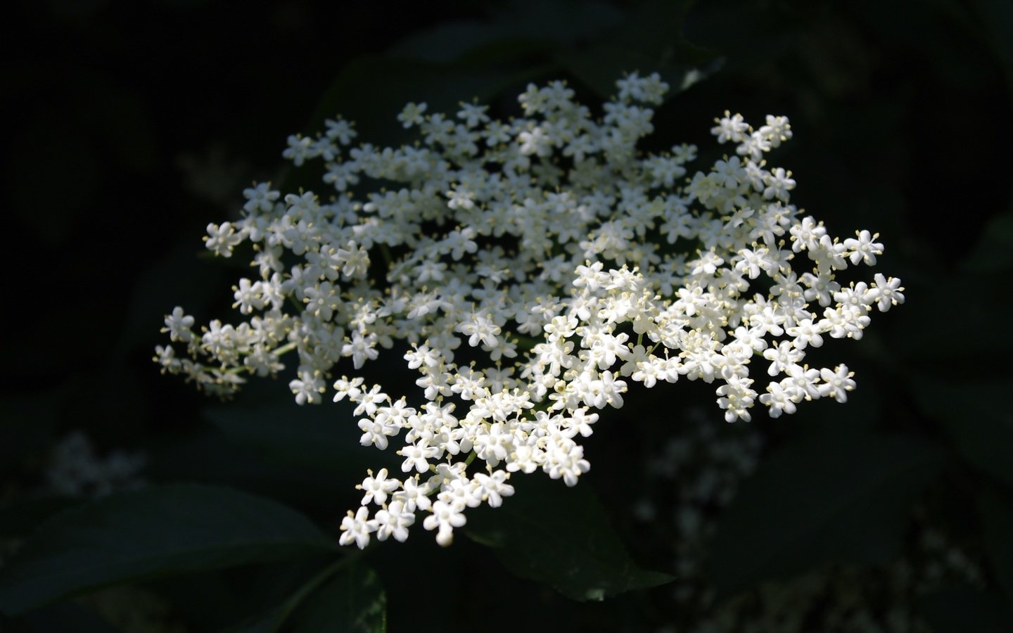 Обои цветы, природа, фон, белые, бузина, flowers, nature, background, white, elder разрешение 3072x2048 Загрузить