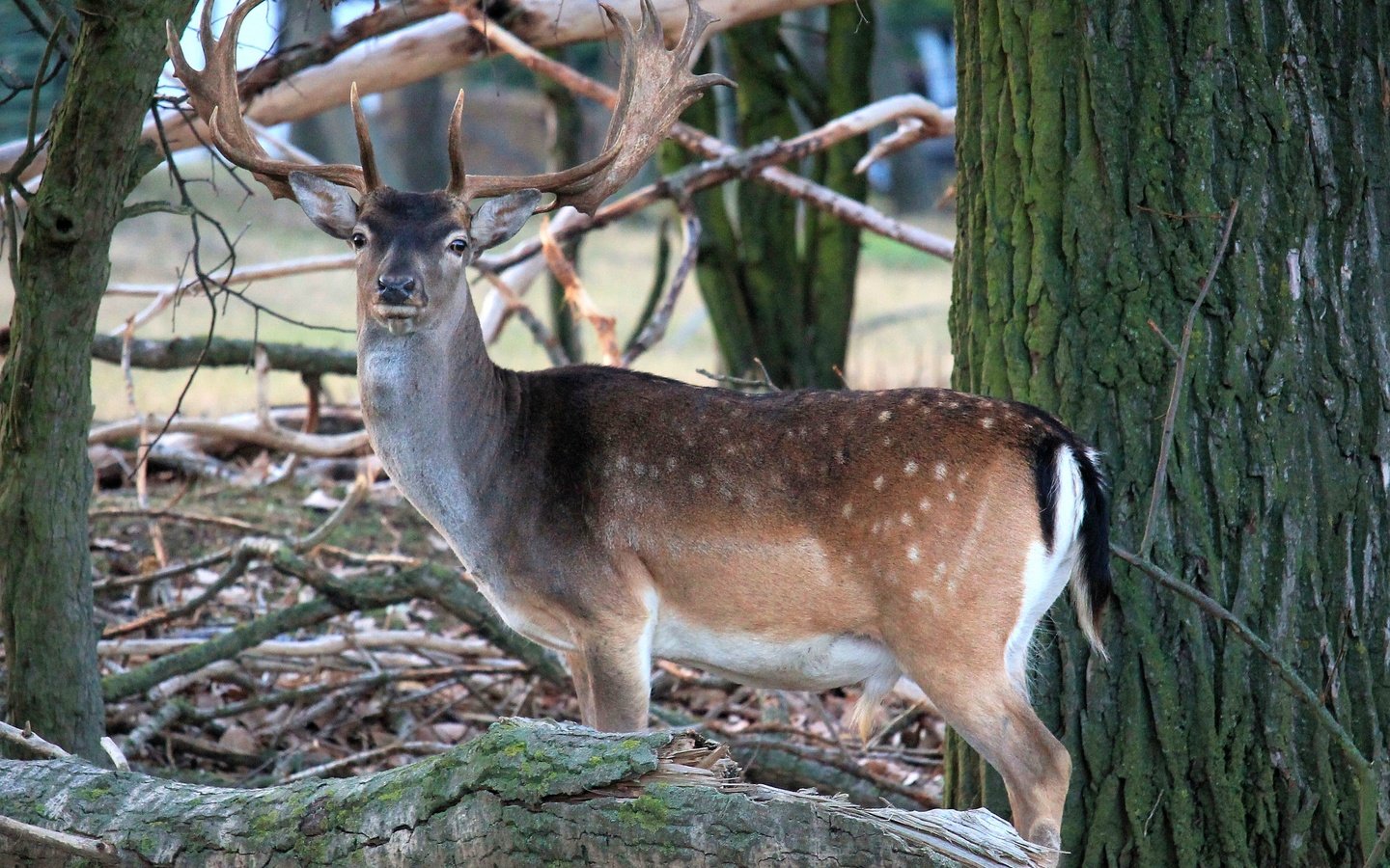 Обои природа, лес, олень, рога, косуля, пятнистый олень, nature, forest, deer, horns, roe разрешение 4272x2848 Загрузить