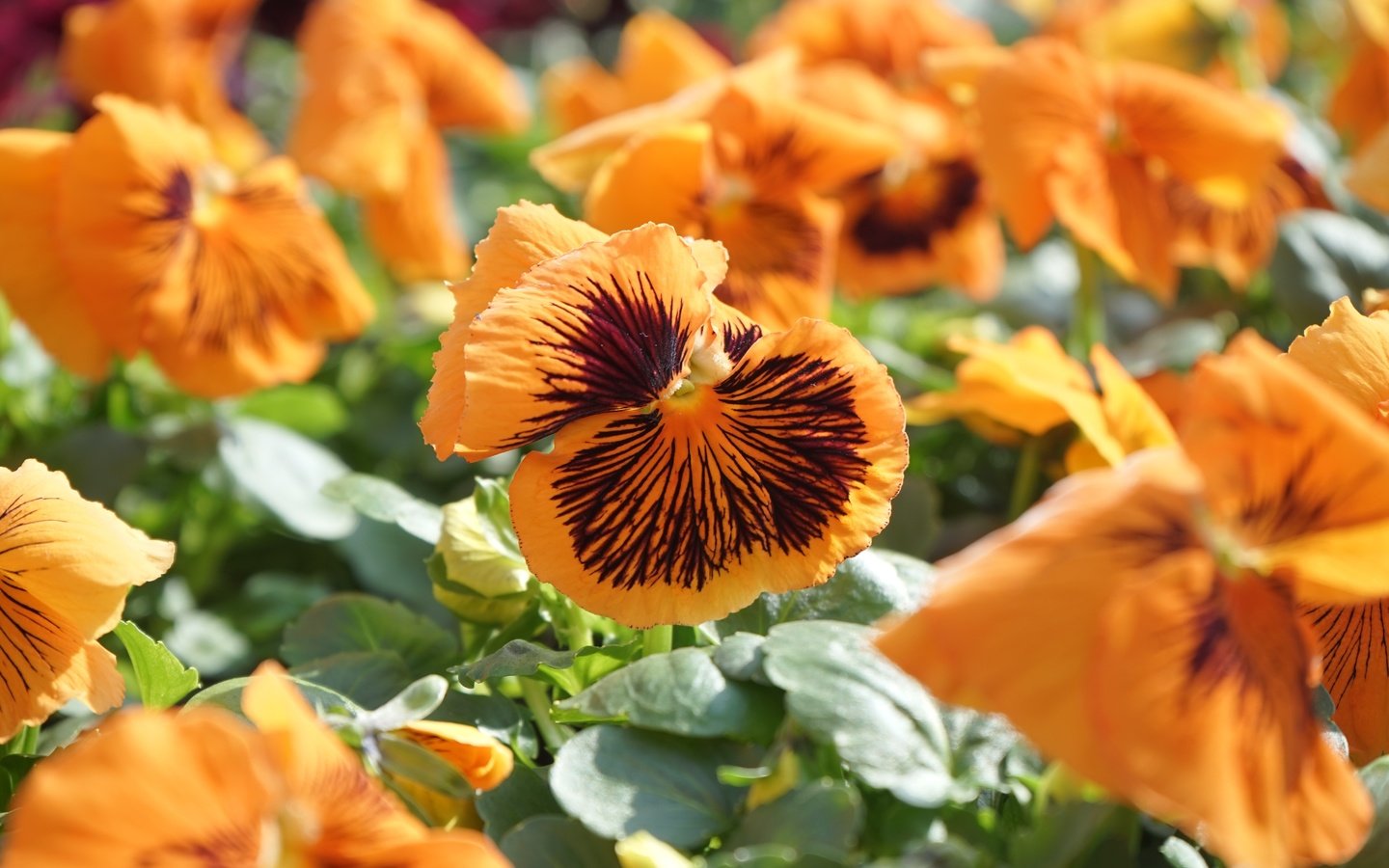 Обои цветы, листья, лепестки, оранжевые, анютины глазки, виола, flowers, leaves, petals, orange, pansy, viola разрешение 6000x4000 Загрузить