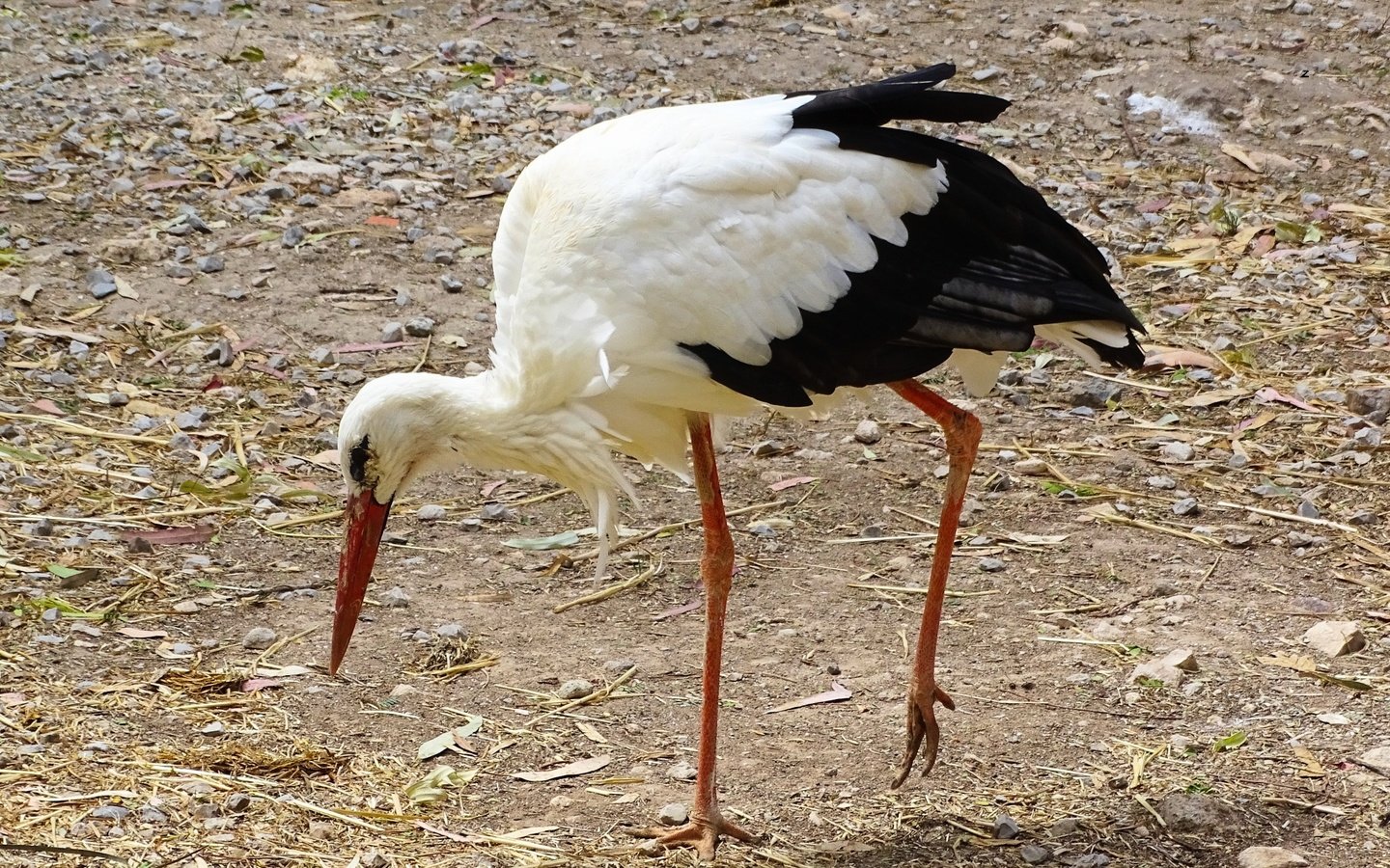 Обои земля, птица, клюв, прогулка, перья, аист, белый аист, earth, bird, beak, walk, feathers, stork разрешение 2500x1675 Загрузить