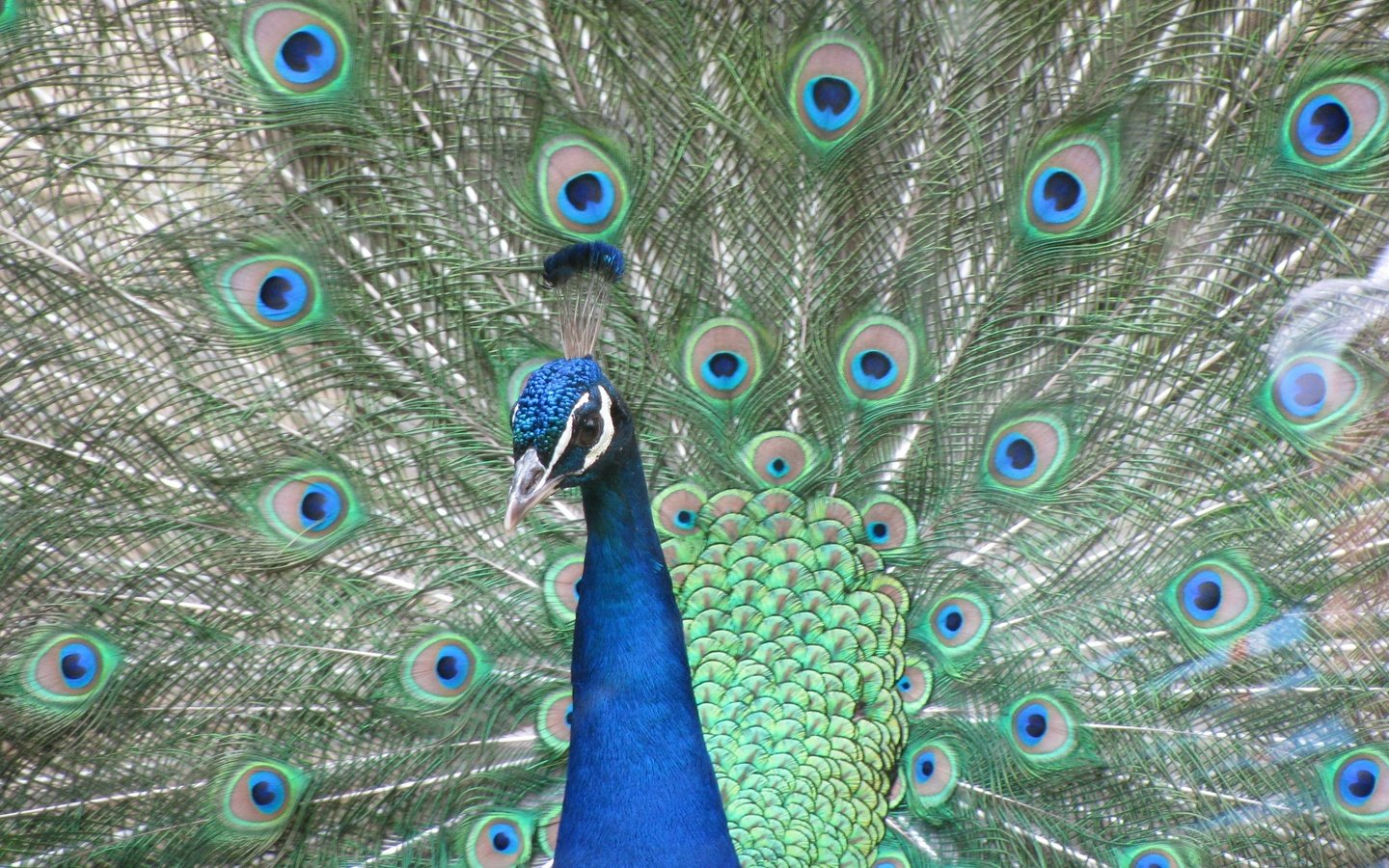 Обои птица, клюв, павлин, перья, хвост, bird, beak, peacock, feathers, tail разрешение 3264x2448 Загрузить