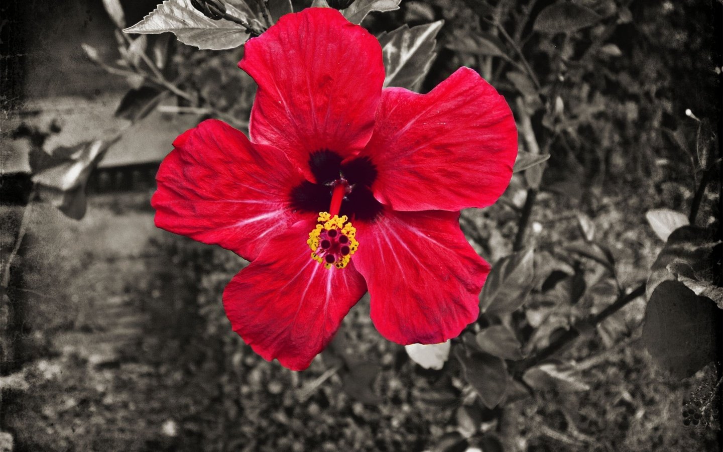 Обои земля, природа, цветок, лепестки, красный, гибискус, earth, nature, flower, petals, red, hibiscus разрешение 2560x1920 Загрузить