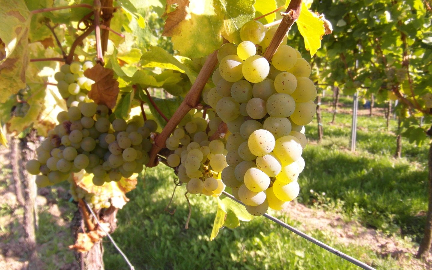 Обои виноград, фрукты, растение, кустарник, виноградная лоза, виноградник, grapes, fruit, plant, shrub, vine, vineyard разрешение 4096x3072 Загрузить