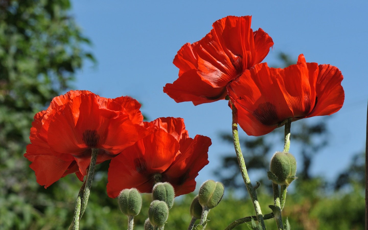 Обои небо, цветы, бутоны, макро, лепестки, красные, маки, the sky, flowers, buds, macro, petals, red, maki разрешение 3747x2501 Загрузить