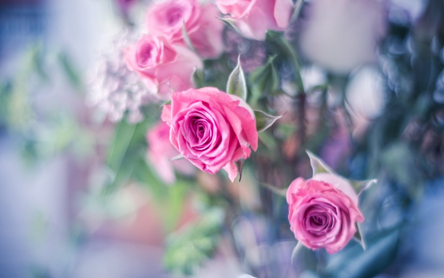Обои бутоны, розы, боке, buds, roses, bokeh разрешение 2048x1365 Загрузить
