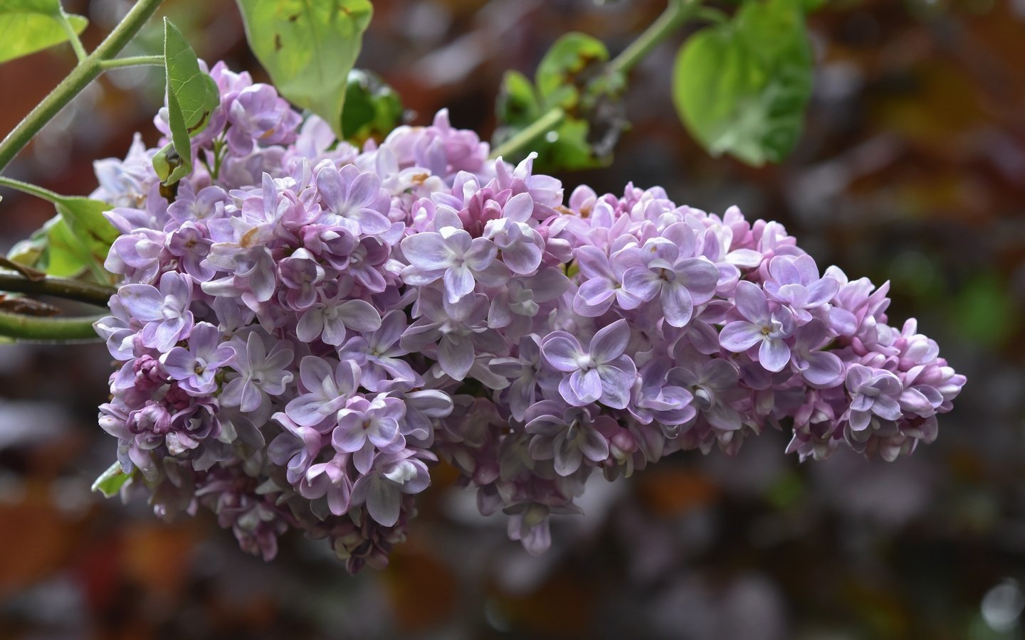 Обои цветы, цветение, размытость, весна, сирень, flowers, flowering, blur, spring, lilac разрешение 6000x4000 Загрузить