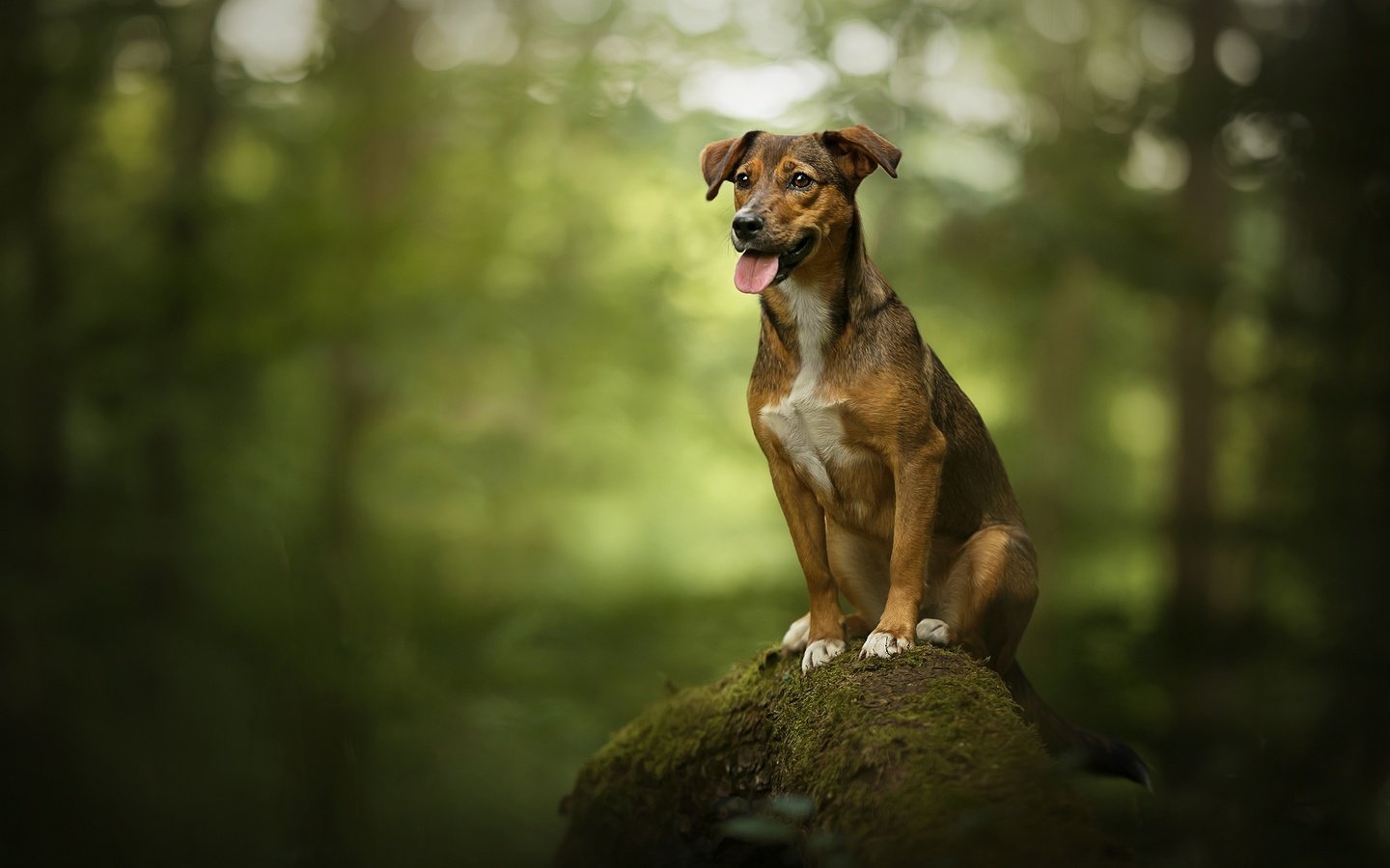 Обои дерево, собака, камень, мох, язык, боке, родезийский риджбек, tree, dog, stone, moss, language, bokeh, rhodesian ridgeback разрешение 2048x1367 Загрузить