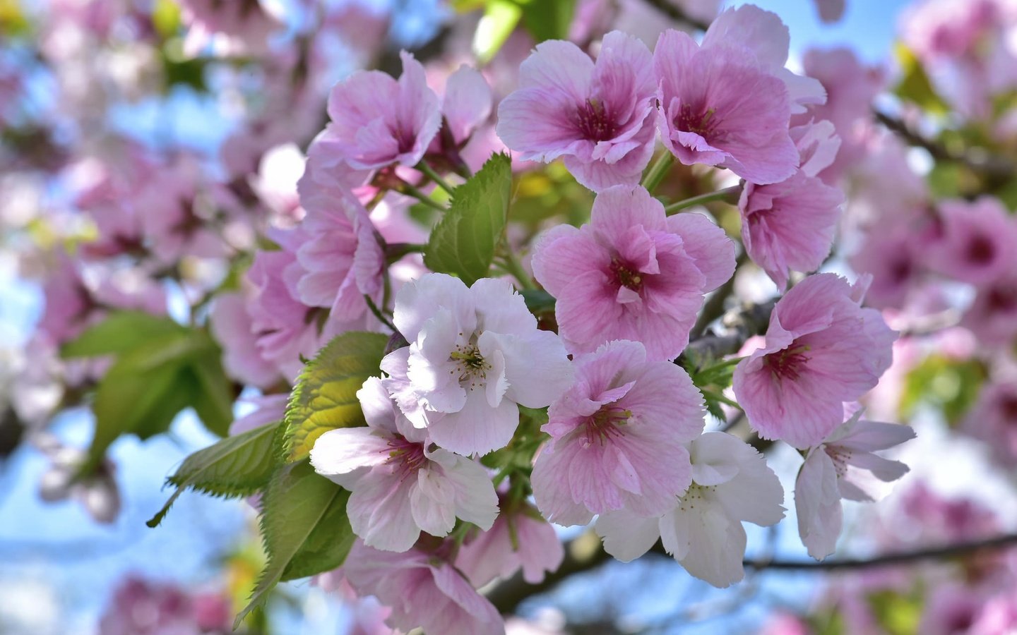 Обои дерево, цветение, весна, tree, flowering, spring разрешение 2048x1367 Загрузить