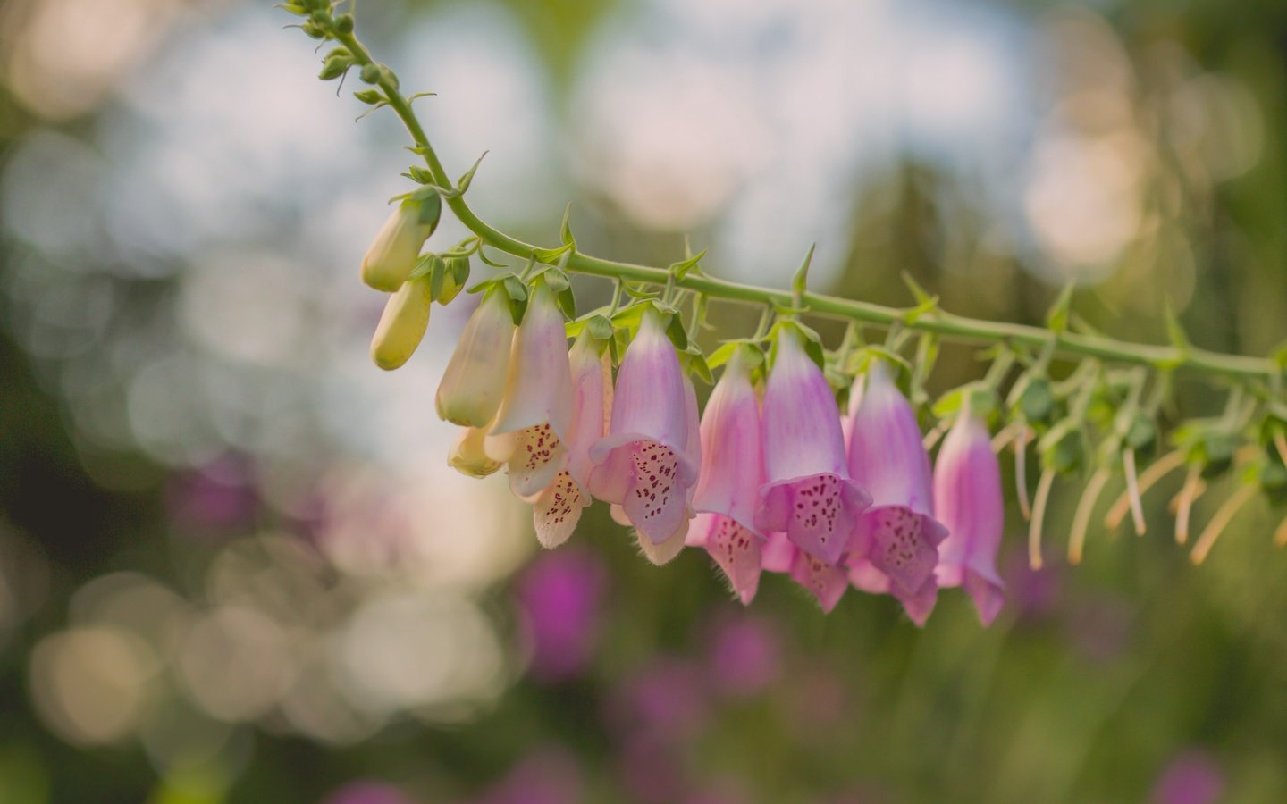 Обои цветы, макро, боке, дигиталис, наперстянка, paula w, flowers, macro, bokeh, digitalis разрешение 2400x1606 Загрузить