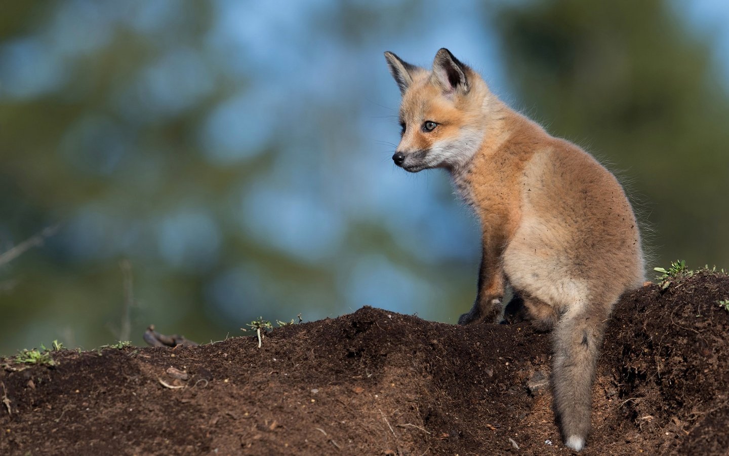 Обои фон, взгляд, лиса, сидит, лисица, детеныш, лисенок, background, look, fox, sitting, cub разрешение 2048x1152 Загрузить