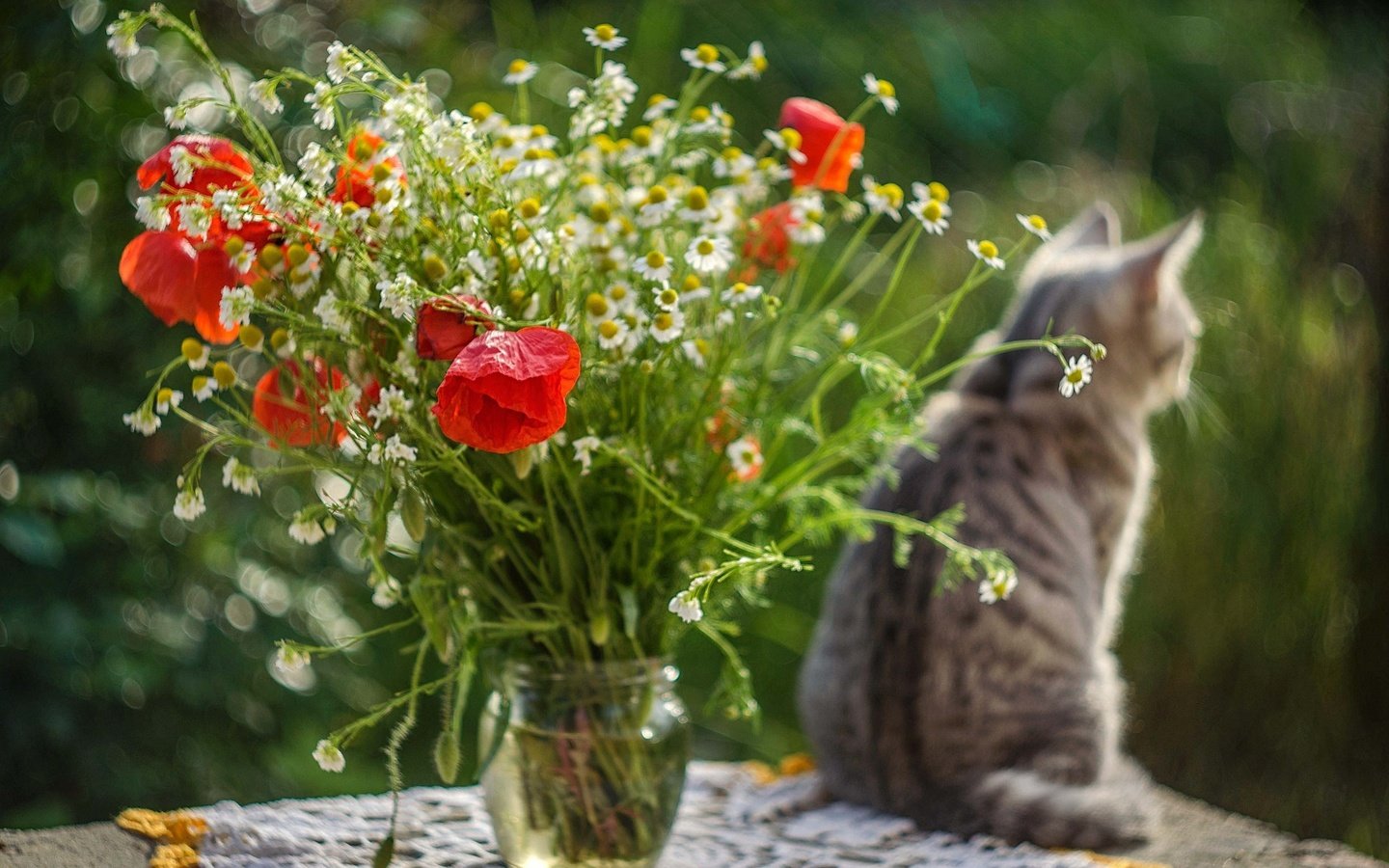 Обои цветы, кот, кошка, стол, маки, ромашки, букет, flowers, cat, table, maki, chamomile, bouquet разрешение 1920x1271 Загрузить