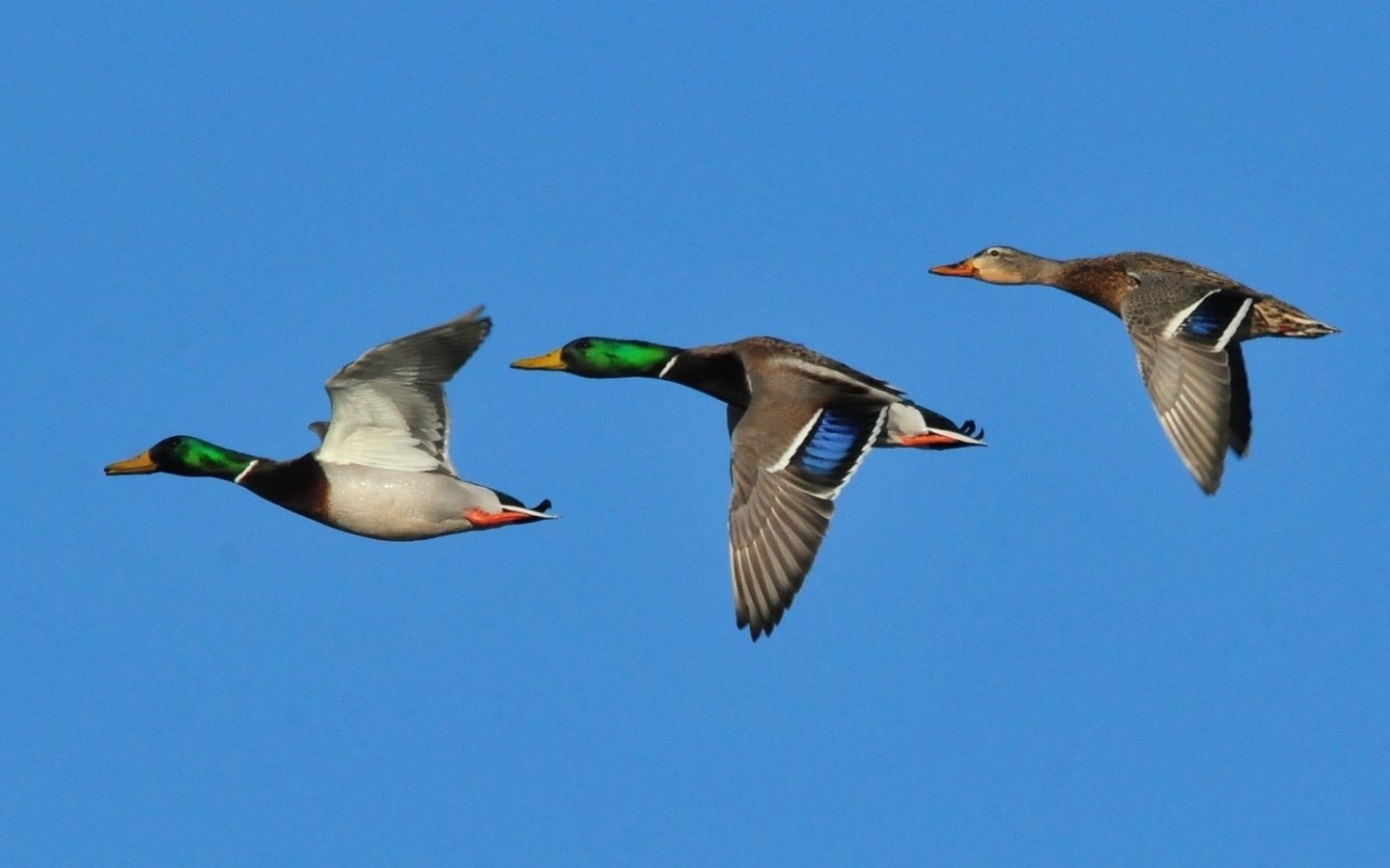 Обои небо, крылья, птицы, клюв, утки, кряква, the sky, wings, birds, beak, duck, mallard разрешение 2139x1080 Загрузить