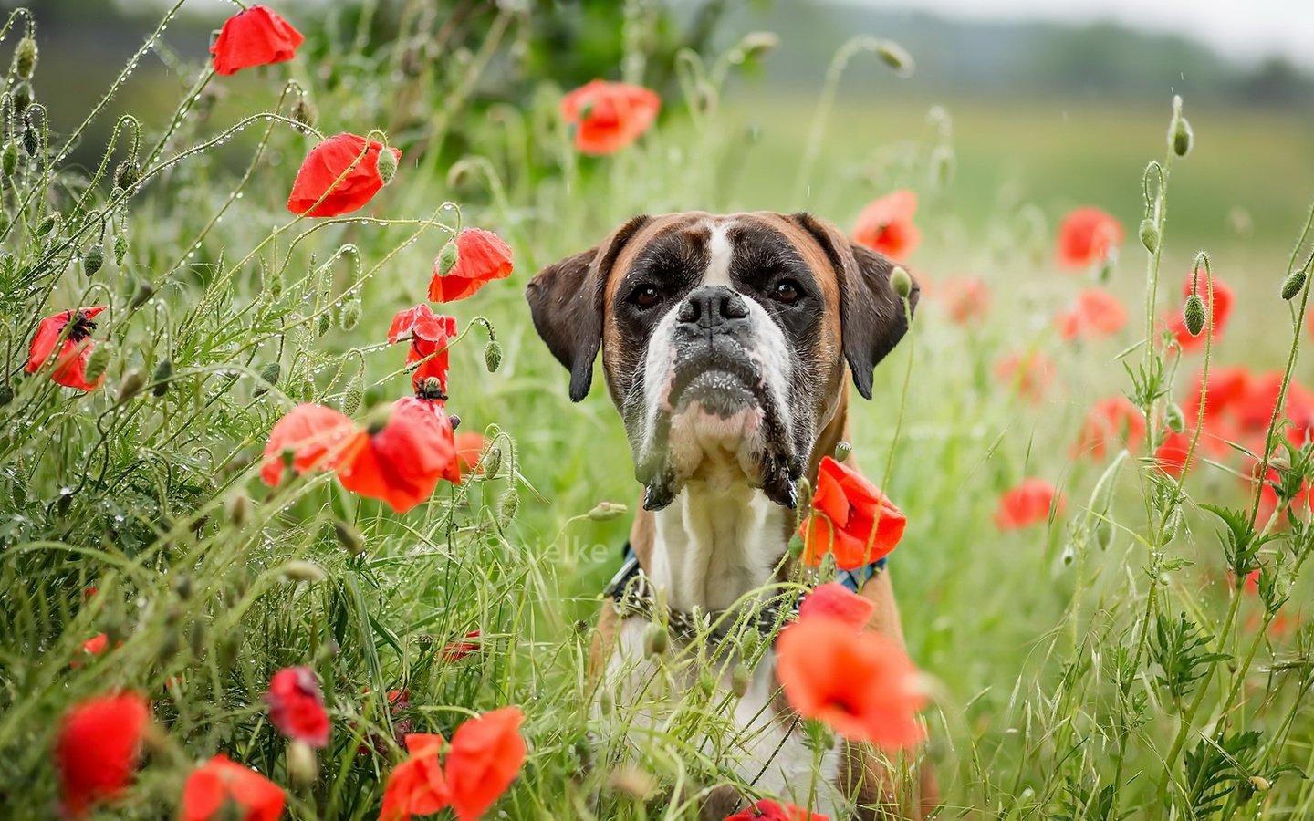 Обои морда, цветы, лето, взгляд, собака, маки, боксер, face, flowers, summer, look, dog, maki, boxer разрешение 1981x1100 Загрузить