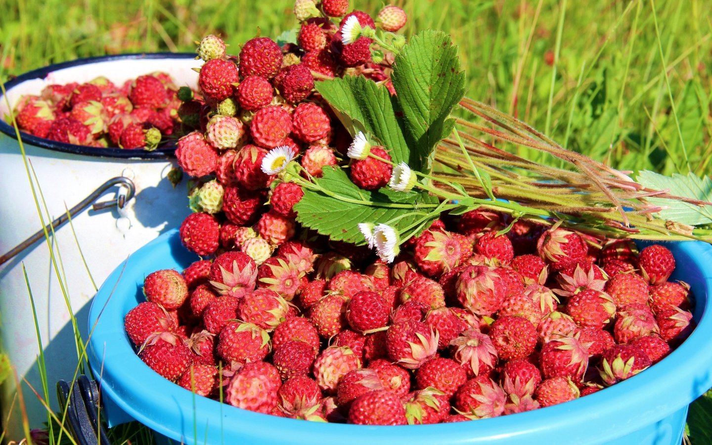 Обои листья, лето, ягоды, земляника, leaves, summer, berries, strawberries разрешение 3048x2000 Загрузить