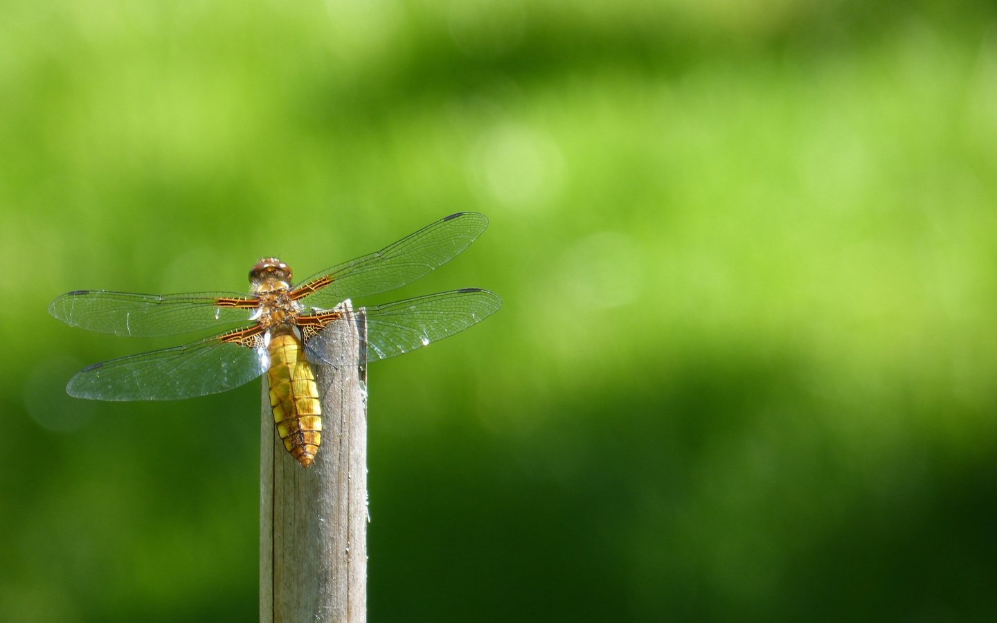 Обои природа, насекомое, крылья, стрекоза, стебель, боке, крупным планом, nature, insect, wings, dragonfly, stem, bokeh, closeup разрешение 4608x3072 Загрузить