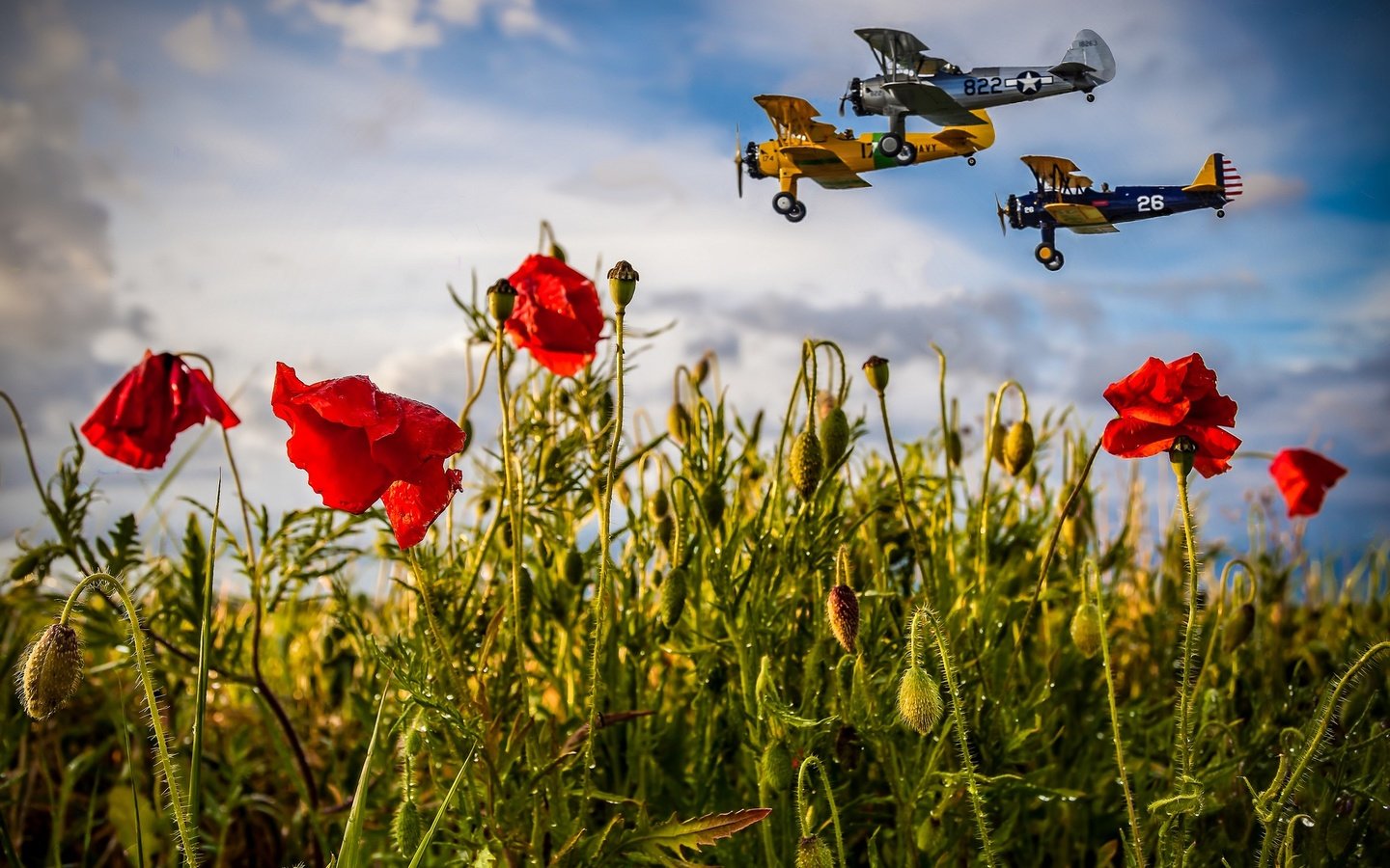 Обои небо, маки, цветы, облака, полет, поле, лето, авиация, самолеты, the sky, maki, flowers, clouds, flight, field, summer, aviation, aircraft разрешение 2048x1152 Загрузить