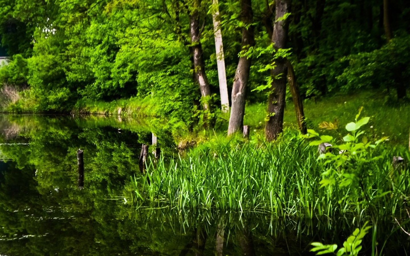 Обои трава, деревья, озеро, пейзаж, красиво, grass, trees, lake, landscape, beautiful разрешение 4608x3072 Загрузить