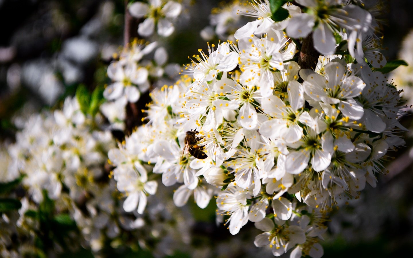 Обои цветение, насекомое, пейзаж, весна, пчела, flowering, insect, landscape, spring, bee разрешение 4608x3072 Загрузить