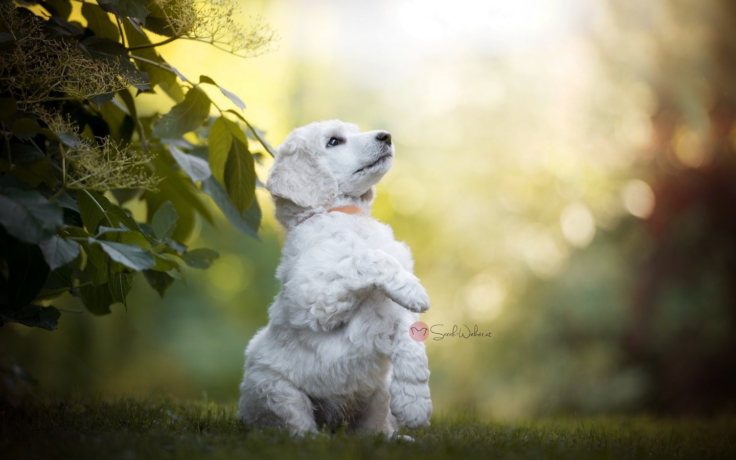 Обои природа, листья, ветки, лето, собака, боке, sarah weber, nature, leaves, branches, summer, dog, bokeh разрешение 2048x1367 Загрузить