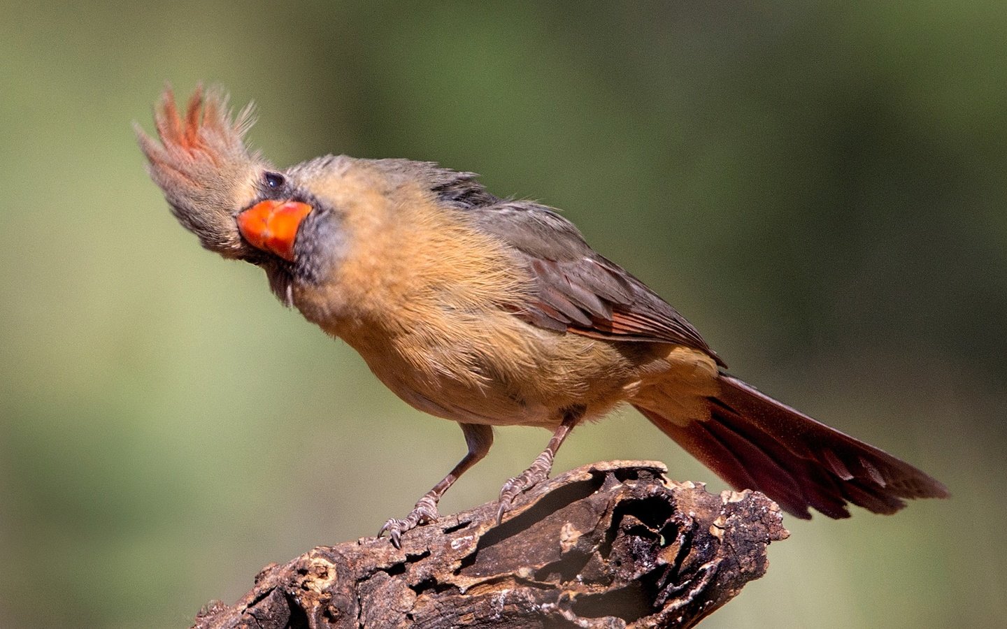 Обои птица, клюв, хвост, кардинал, красный кардинал, bird, beak, tail, cardinal, red cardinal разрешение 2048x1152 Загрузить