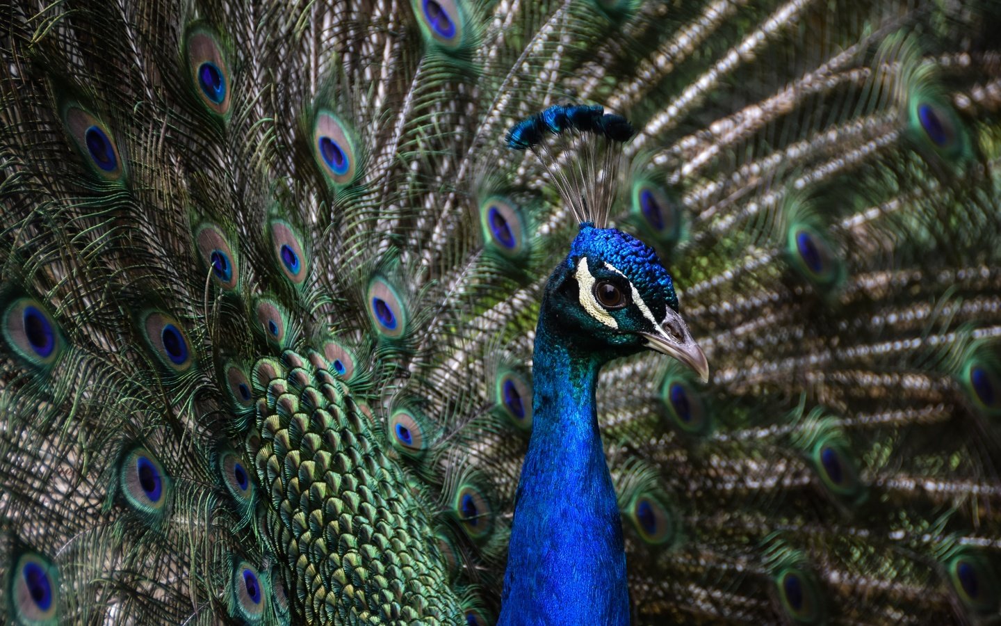 Обои птица, клюв, павлин, перья, хвост, шея, оперение, bird, beak, peacock, feathers, tail, neck разрешение 6000x4000 Загрузить