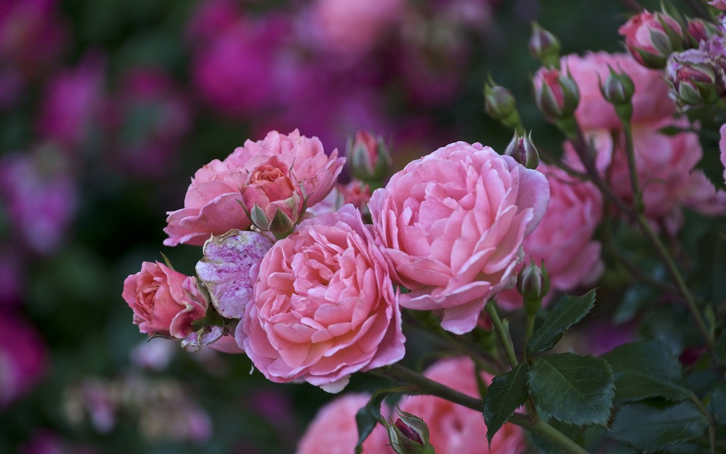 Обои цветы, листья, розы, лепестки, размытость, розовые, куст, flowers, leaves, roses, petals, blur, pink, bush разрешение 2000x1333 Загрузить