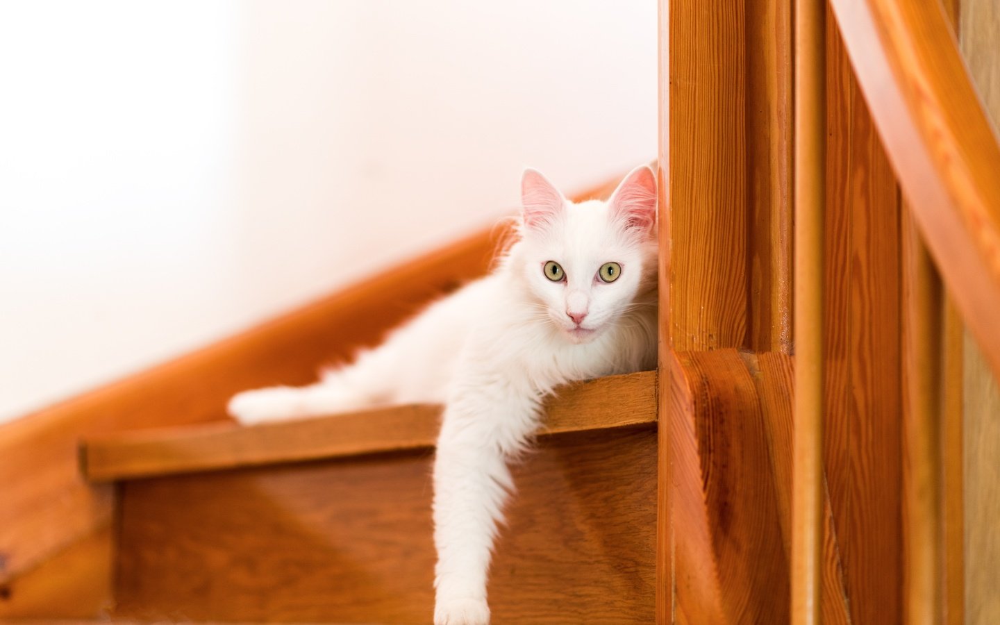 Обои ступеньки, кошка, взгляд, steps, cat, look разрешение 6016x4016 Загрузить