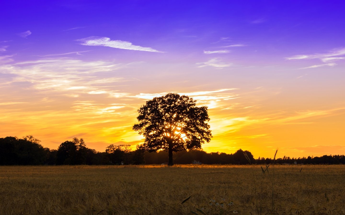 Обои небо, свет, облака, дерево, закат, поле, the sky, light, clouds, tree, sunset, field разрешение 2560x1707 Загрузить