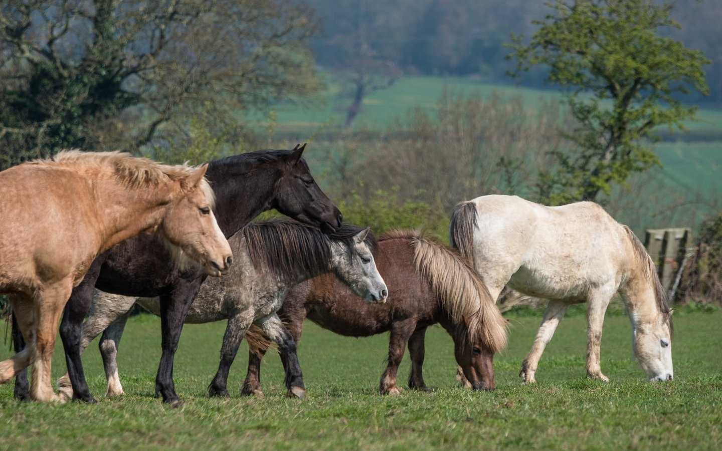 Обои трава, пони, деревья, природа, зелень, луг, лошади, кони, пастбище, grass, pony, trees, nature, greens, meadow, horse, horses, pasture разрешение 6016x3384 Загрузить