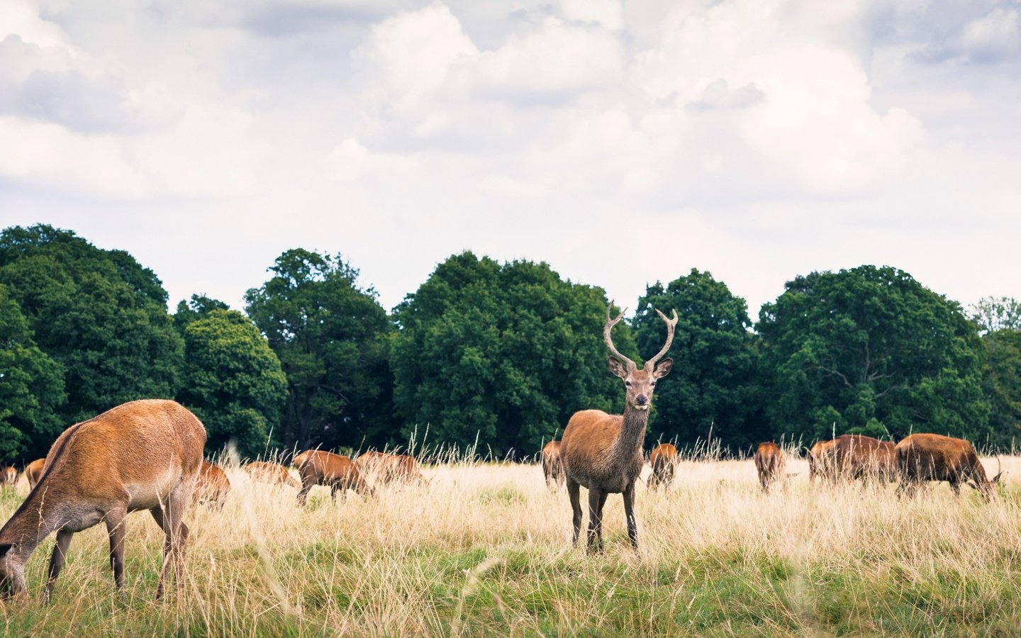 Обои трава, животные, рога, олени, стадо, grass, animals, horns, deer, the herd разрешение 6000x4000 Загрузить