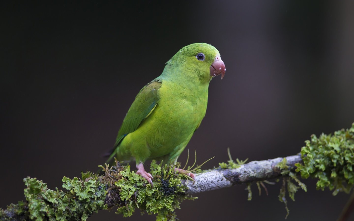 Обои ветка, природа, птица, клюв, перья, попугай, branch, nature, bird, beak, feathers, parrot разрешение 2048x1367 Загрузить