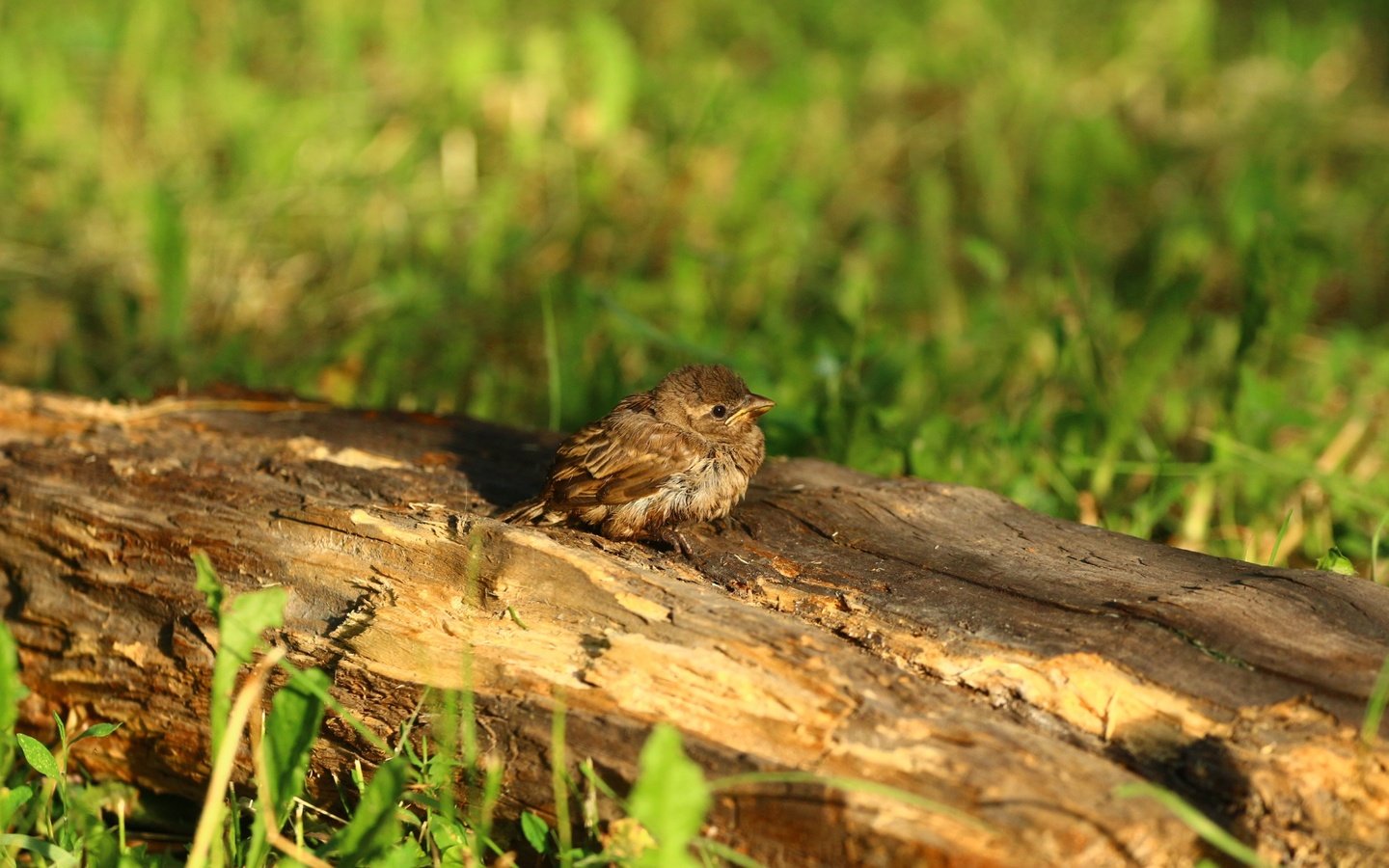 Обои птица, воробей, травка, птичка, бревно, птинец, bird, sparrow, weed, log, ptenec разрешение 1920x1280 Загрузить