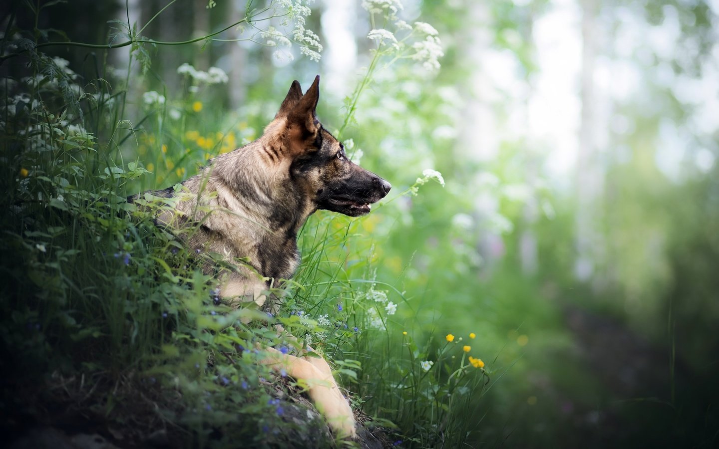 Обои цветы, трава, взгляд, собака, друг, немецкая овчарка, flowers, grass, look, dog, each, german shepherd разрешение 2560x1663 Загрузить