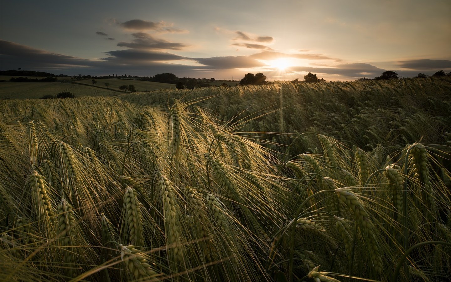 Обои закат, лето, колосья, пшеница, sunset, summer, ears, wheat разрешение 2048x1367 Загрузить